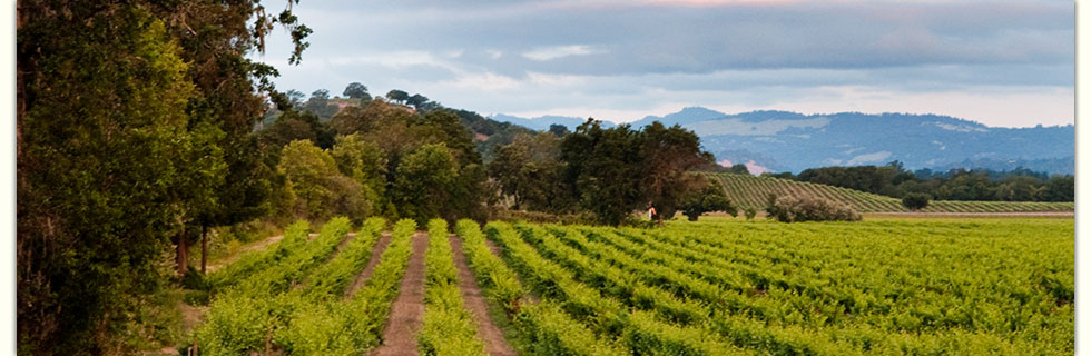 banner-image-vineyard