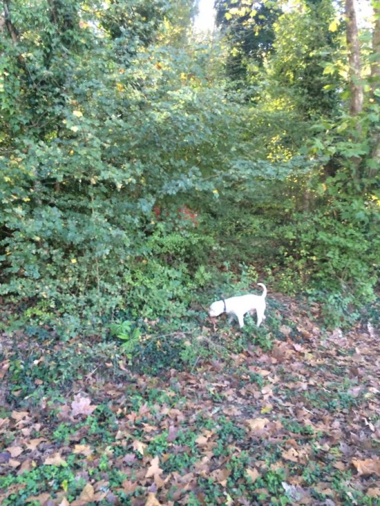 1462912_10203850465677045_8393305207227454360_n